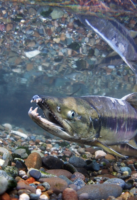 A chum salmon swims towards the viewer through crystal clear water. The river bed is gravelly and reflected on the surface of the water