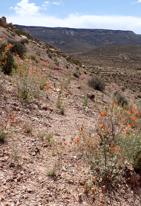 Shrubby looking plants with bright orange flowers grow on a dry hillside.