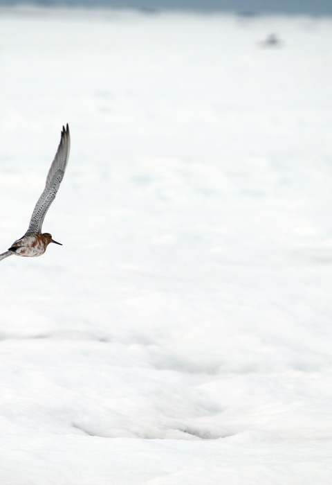 A Bar-tailed godwit flies over a field of snow.