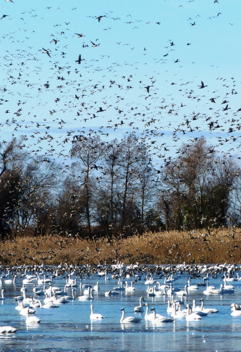 Birds on, and above, a lake.