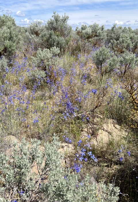 Sagebrush with blue flowers speckled throughout