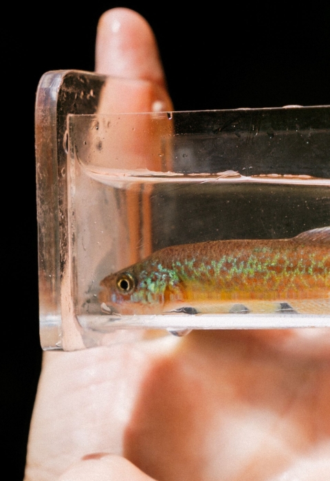 Hand holding a viewing box with colorful fish inside 