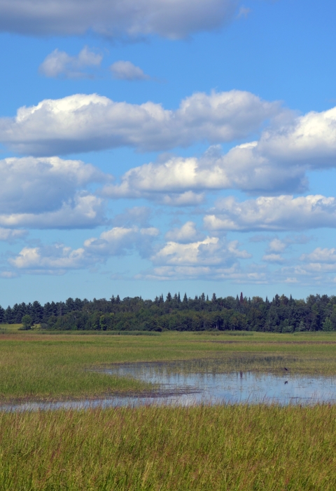 wetland with green submerged plants and light blue sky with puffy white clouds