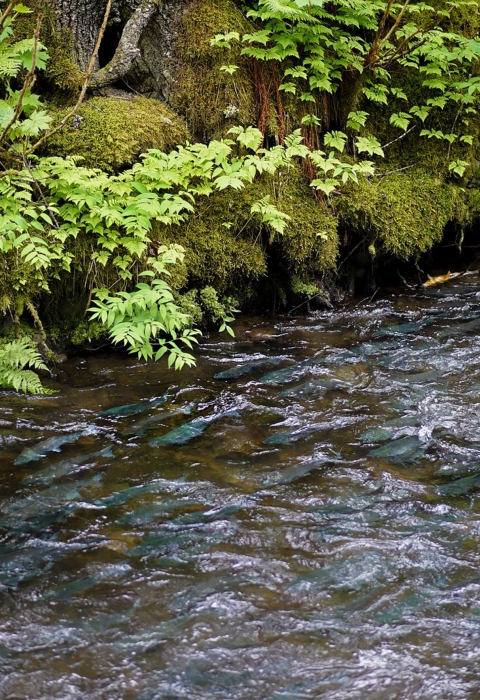 salmon migrating up a creek