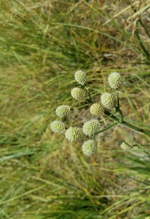 A cluster of light green, cone-shaped flowers of Arizona eryngo blooms among other Arizona eryngo plants.