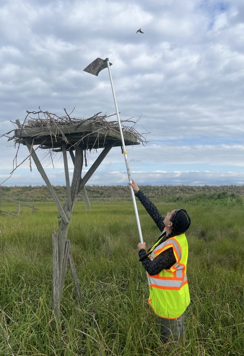 an intern holds a mirror on rod to look into an osprey nest