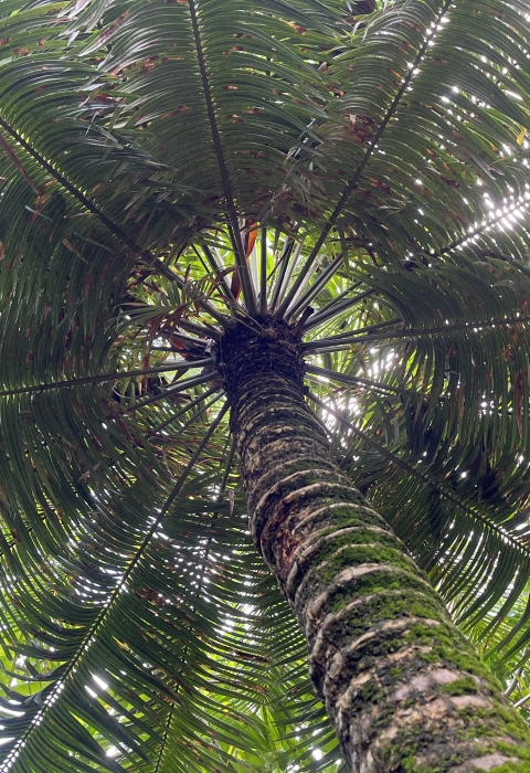 Fadang, Cycas micronesica, a threatened species under ESA