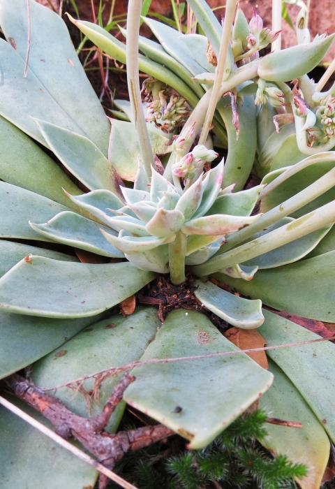 A rosette of succulent leaves with pink and white flowers are splayed out among brown leaves.