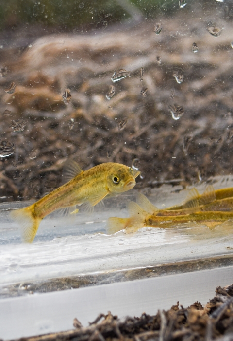 A group of small yellow and speckled fish with a dark background.