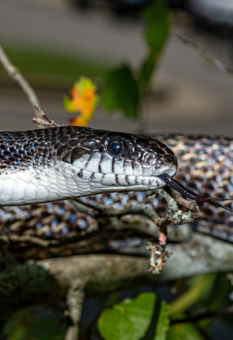 A Black Rat Snake balancing on a tree limb