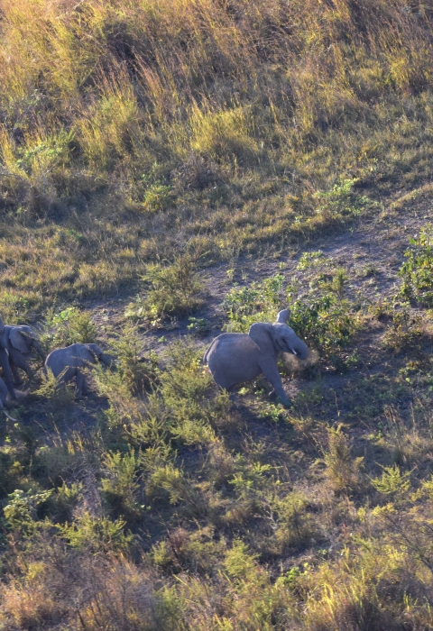 Aerial view of savanna elephants