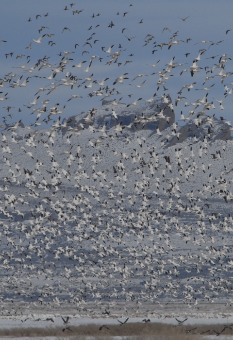 Tens of Thousands of Geese in Flight at Tule Lake NWR 2008