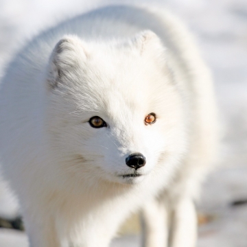 Arctic fox in its winter coat of white fur.