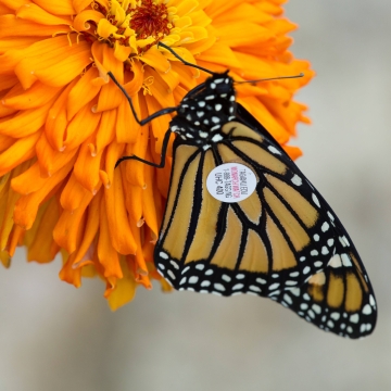 Tagged Monarch Butterfly on an orange flower