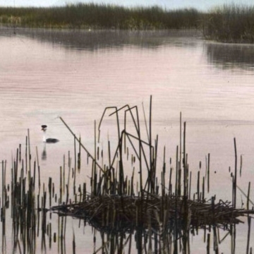 hand painted glass slide of wetland with plants, bird