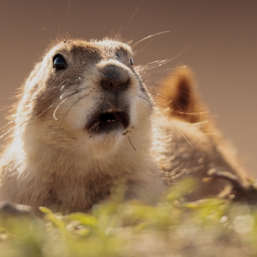 why are prairie dogs endangered