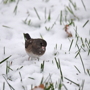 5 birds that love Canadian winters, Articles