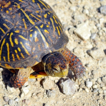 All about box turtles - Welcome Wildlife