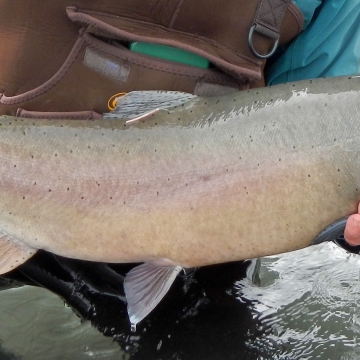 Lahontan Cutthroat Trout – Western Native Trout Initiative