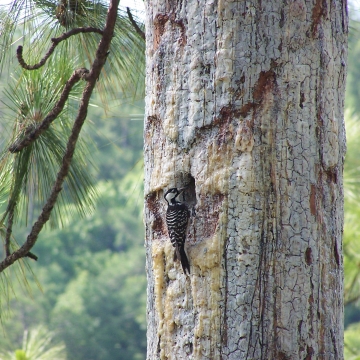 State-listed species vouchered from Lake County * . E = Endangered; T =