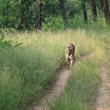 My goal was to get in shape': Mission accomplished for Tigers