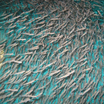 Lake trout fry in a hatchery tank