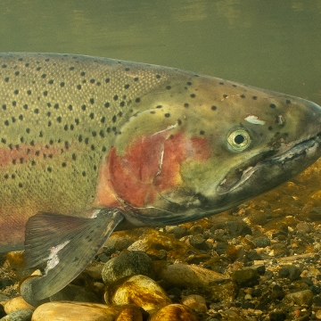 Trout as Colorful as Mountain Backdrop - The New York Times