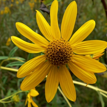 How Do Our Brains Respond to Yellow Flowers? - Article onThursd