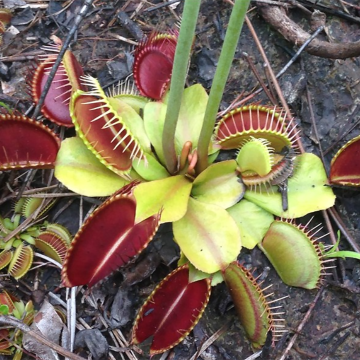 Venus flytrap: Carolinas' most unique plant still in peril