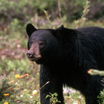 Standing Black Bear  U.S. Fish & Wildlife Service