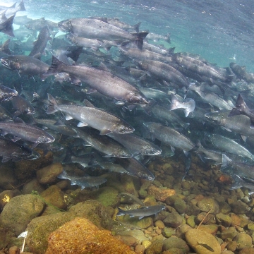 Cohos in the cold: Salmon appear on North Shore earlier than in most years  - Duluth News Tribune