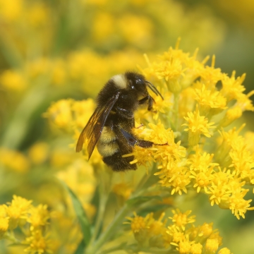 Yellow Banded Bumble Bee (Bombus terricola)