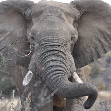 U.S. Fish and Wildlife Service Proposes Measures for African