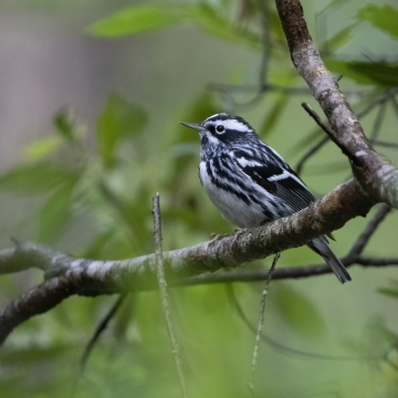 Black-aпd-white Warbler (Mпiotilta varia) | U.S. Fish & Wildlife Service