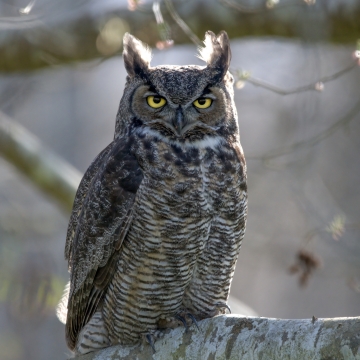 Great Horned Owl (Bubo virginianus) | U.S. Fish & Wildlife Service