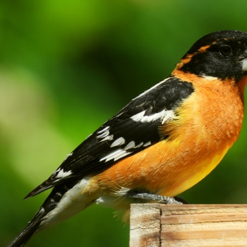 Baltimore Oriole (Icterus galbula) · iNaturalist