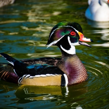 Wood Duck  Oklahoma Department of Wildlife Conservation