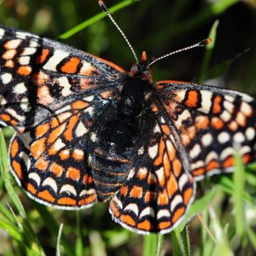 butterfly with forewings with black bands along all the veins on the upper surface, contrasting sharply with bright red, yellow and white spots.