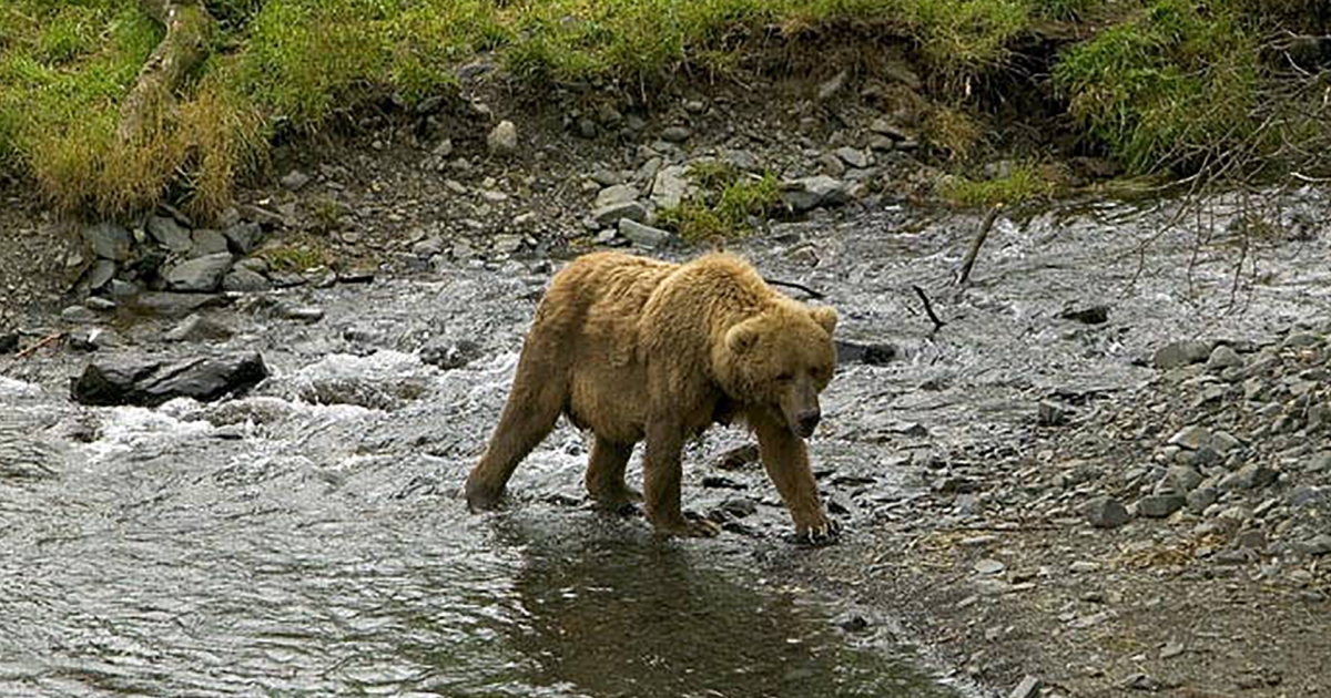 Hibernation: What's Going on for Grizzly Bears in Winter? - Grizzly bear  conservation and protection