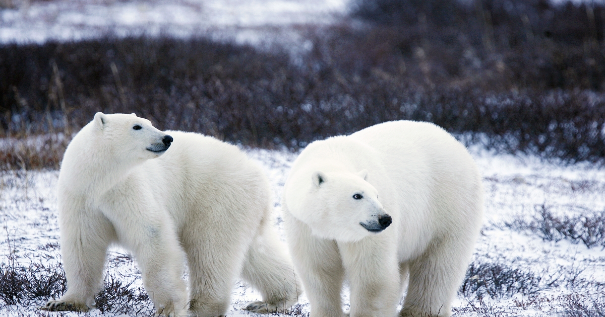 Polar Bear (Ursus maritimus) | U.S. Fish & Wildlife Service