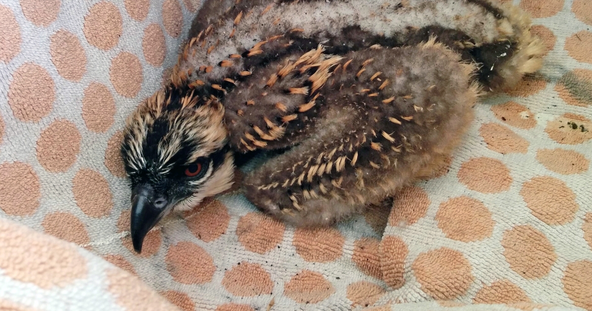 What to do if you find a baby bird, injured or orphaned wildlife