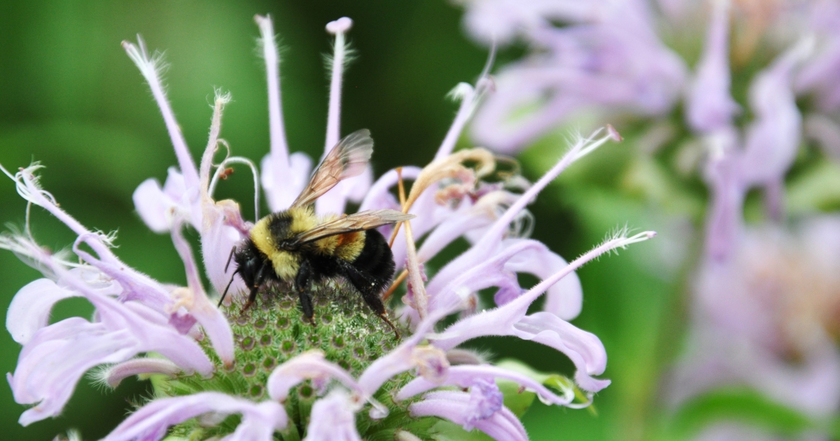 This simple trick could help you to save an endangered bumble bee