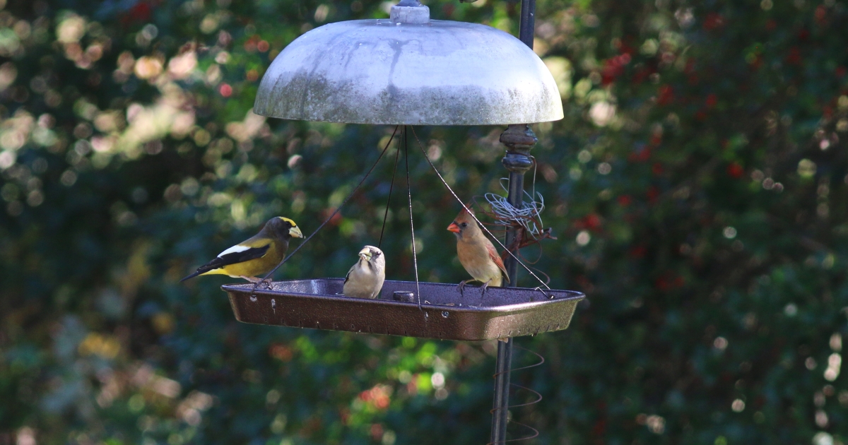 To Feed or Not to Feed Wild Birds