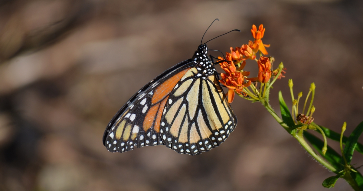 Five Super Stops on the Monarch Migration Trail