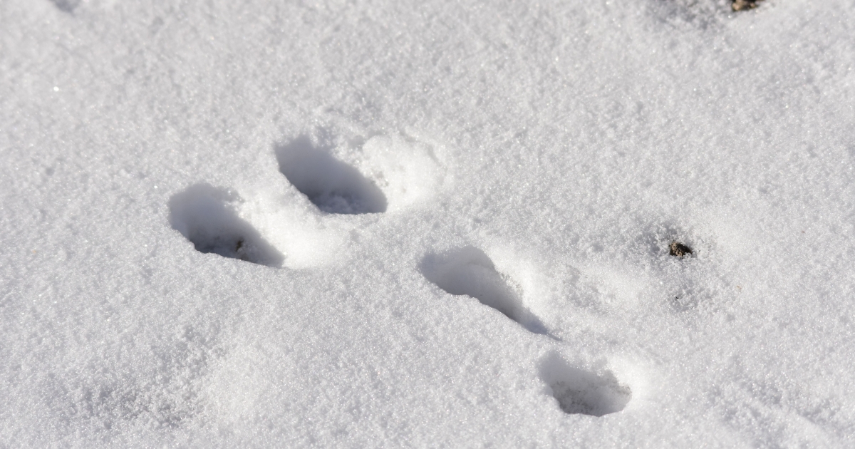 muskrat tracks in snow