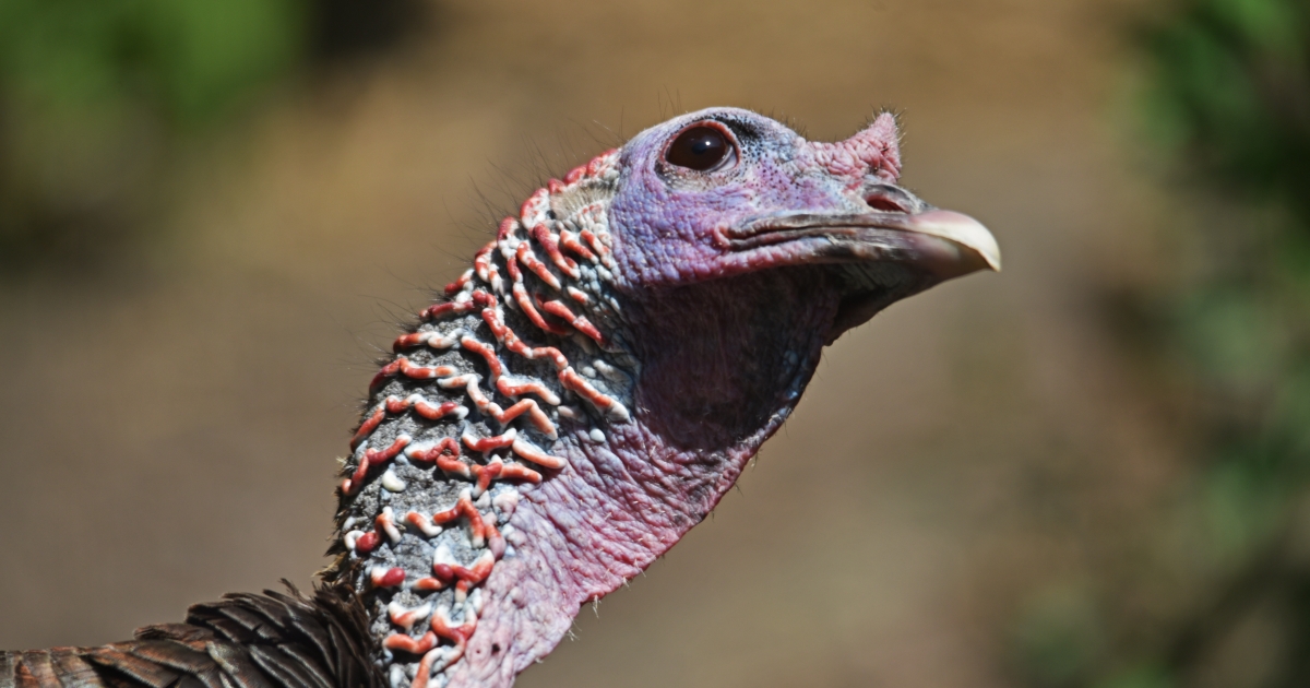 Wild Facts About Wild Turkeys U.S. Fish Wildlife Service