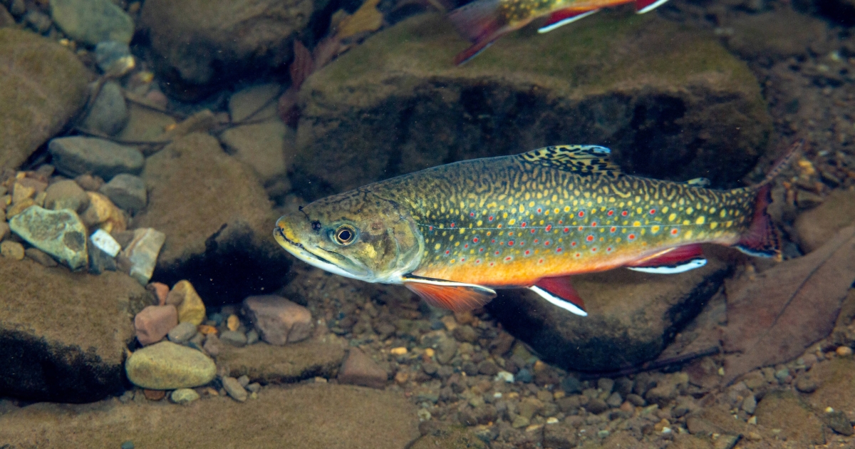 Brook trout store