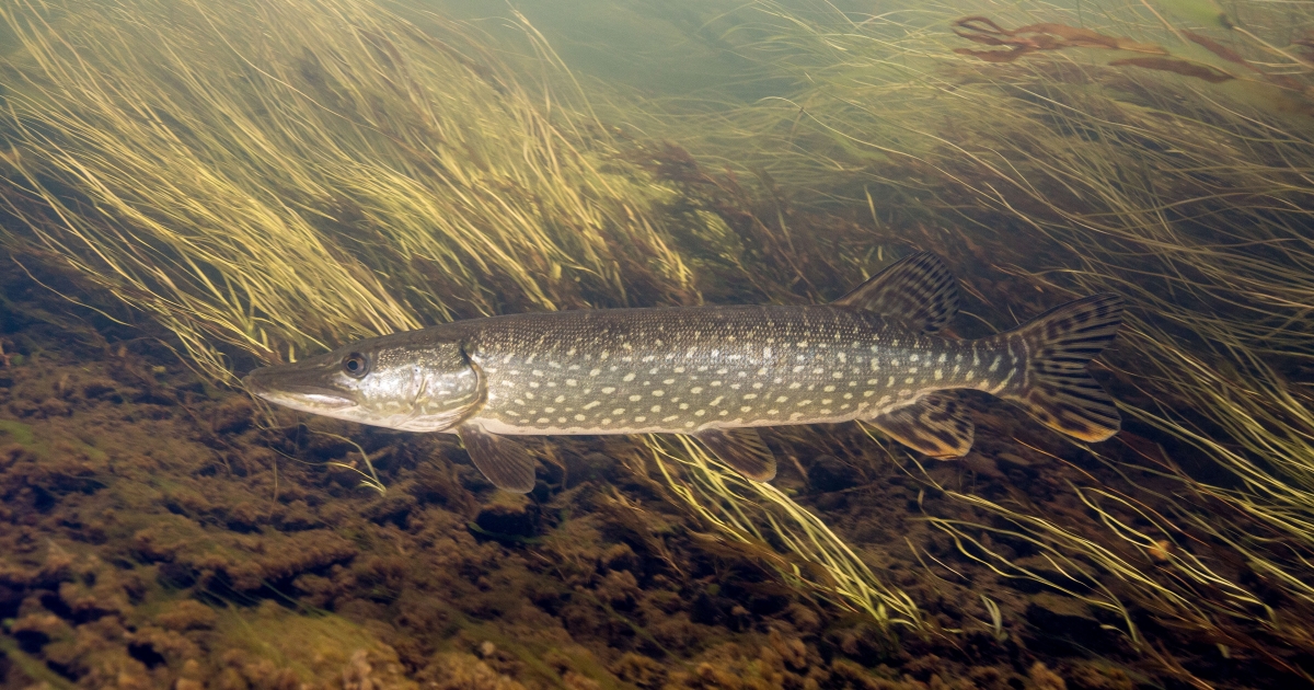 Northern Pike | U.S. Fish & Wildlife Service