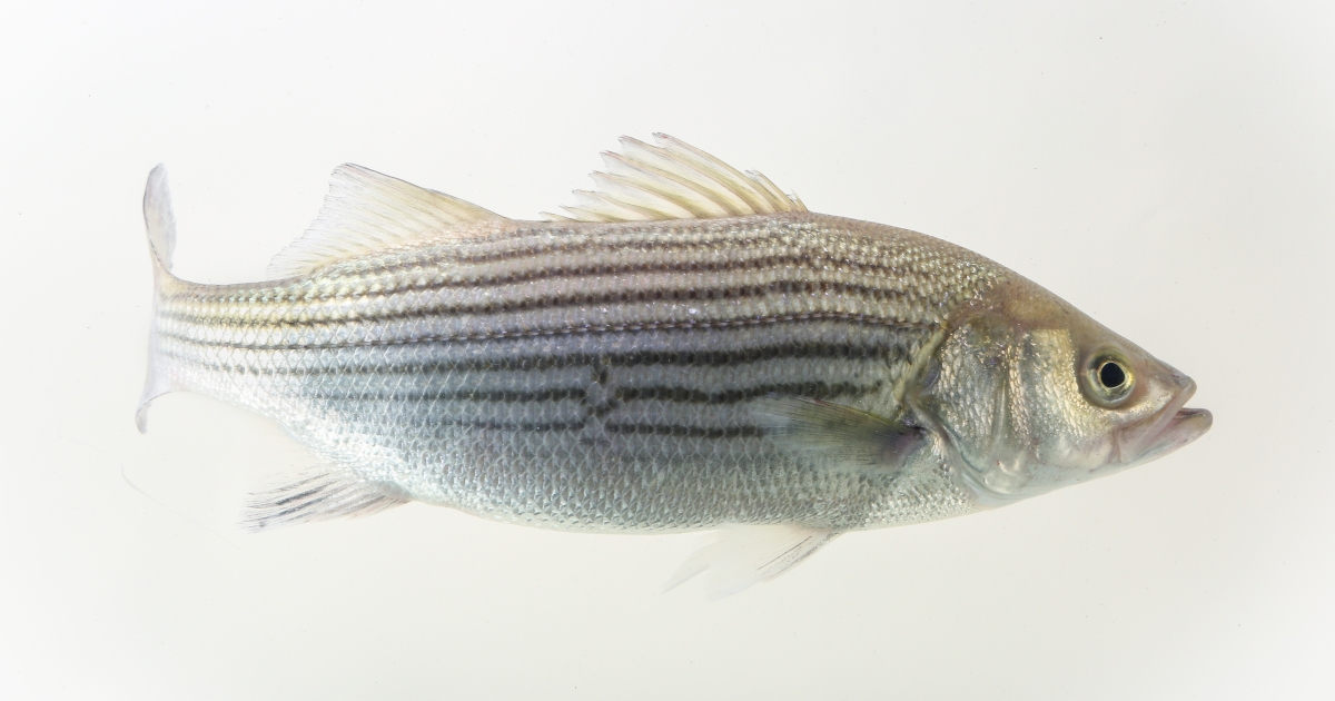 Peixe-rocha (Morone saxatilis) | Peixes dos EUAPeixe-rocha (Morone saxatilis) | Peixes dos EUA  