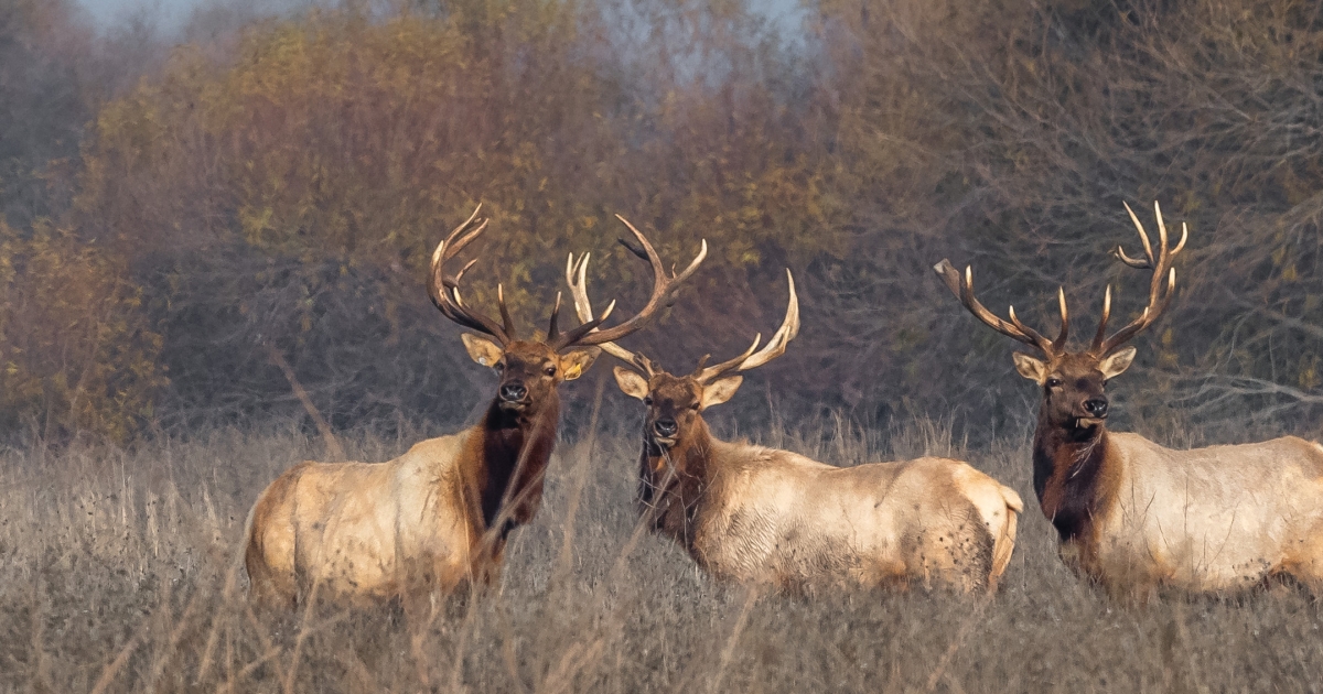 Tule elk selection of surface water and forage is mediated by season and  drought – California Fish and Wildlife Scientific Journal